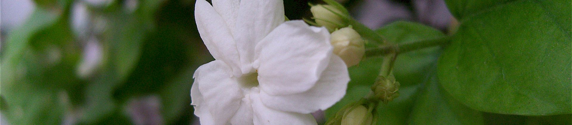 White jasmine flower against green leaves